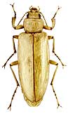 Tenebrionidae: Sphenaria karelini Men.