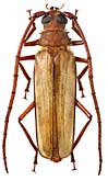 Spinimegopis perroti (Fusch)