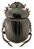 Scarabaeidae: Synapsis tmolus F.-W.