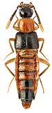 Staphylinidae: Zyras particornis