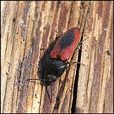 Elateridae: Ampedus sanguinolentus (Schrank, 1776)