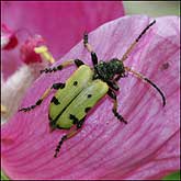 Cerambycidae: Brachyta caucasica kubanica Miroshn., 1990