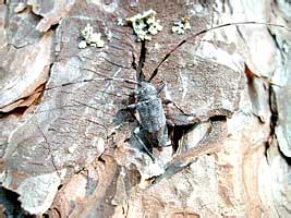 Acanthocinus aedilis L. (Cerambycidae)
