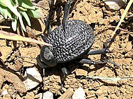 Tenebrionidae: Adesmia ulcerosa ulcerosa