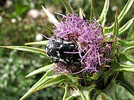 Scarabaeidae: Aethiessa mesopotamica