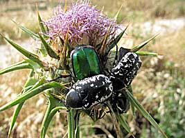 Scarabaeidae: Aethiessa mesopotamica