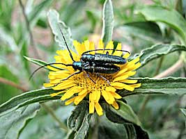 Cerambycidae: Agapanthia lais