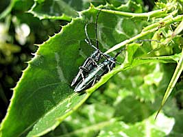 Cerambycidae: Agapanthia lais