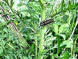 Cerambycidae: Agapanthia lateralis
