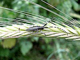 Cerambycidae: Agapantia cardui