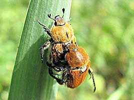 Scarabaeidae: Brancoplia mesopotamica