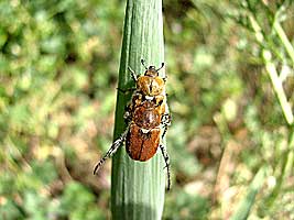 Scarabaeidae: Brancoplia mesopotamica
