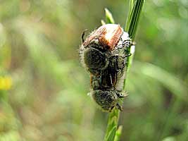 Scarabaeidae: Chaetopteroplia inculta