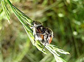 Scarabaeidae: Chaetopteroplia inculta
