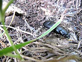 Carabidae: Broscus laevigatus