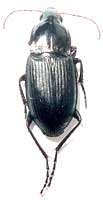 Calathus (Calathus) distinguendus Chaudoir, 1846 det. . 