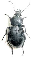 Carabus (Tomocarabus) bessarabicus concretus Fischer von Waldheim, 1823