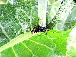 Cerambycidae: Certallum ebulinum