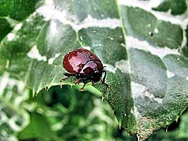 Chrysomelidae: Chrysolina blanchei