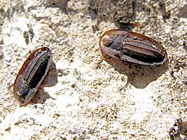 Tenebrionidae: Cossyphus rugulosus