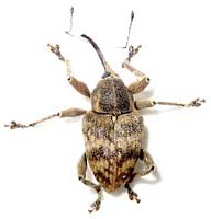 Curculio venosus (Gravenhorst, 1807)