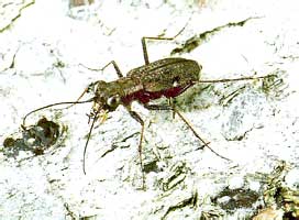 Cylindera obliquefasciata (Adams, 1817)