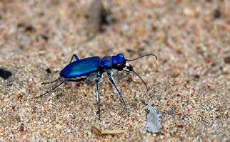 Cicindela coerulea Pallas, 1777