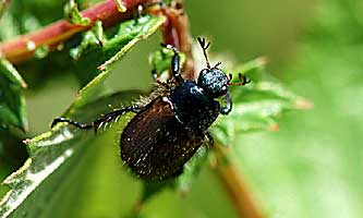 Phyllopertha horticola (Linnaeus, 1758)