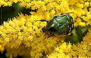 Cetonia aurata (Linnaeus, 1761)