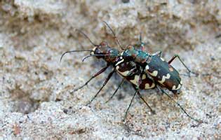 Cicindela hybrida Linnaeus, 1758