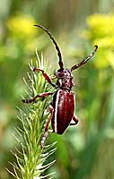 Eodorcadion carinatum (Fabricius, 1781)