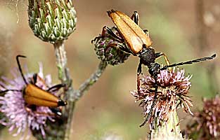 Stictoleptura rubra (Linnaeus, 1758)