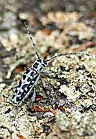 Saperda scalaris (Linnaeus, 1758)