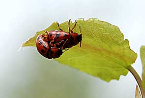 Gonioctena decemnotata (Marsham, 1802)