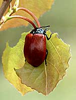 Chrysomela populi L., 1758