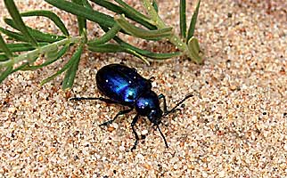 Eumolpus goniostoma Weise, 1889