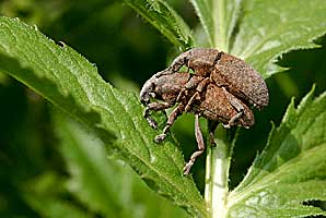 Pseudocleonus dauricus (Gebler, 1830)