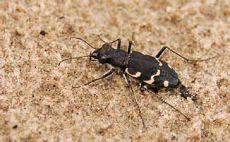 Cicindela sylvatica Linnaeus, 1758