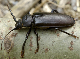 Rhaesus serricollis (Motschulsky, 1838) - Cerambycidae