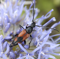 Stenurella bifasciata (Muller, 1776) - Cerambycidae