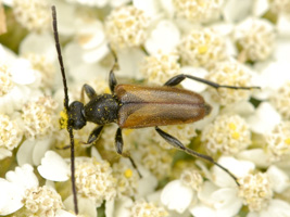 Pseudovadonia livida (Fabricius, 1776) - Cerambycidae