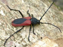 Purpuricenus kaehleri (Linnaeus, 1758) - Cerambycidae