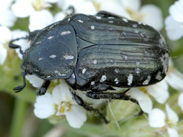 Oxythyrea funesta (Poda, 1761) - Scarabaeidae