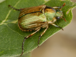 Anomala vitis (Fabricius, 1775) - Scarabaeidae