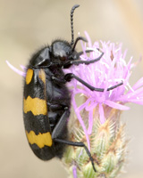 Mylabris variabilis (Pallas, 1781) - Meloidae