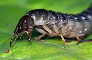 Dytiscus sp. (larva L3)