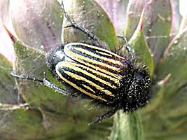 Glaphyridae: Eulasia vittata lineata