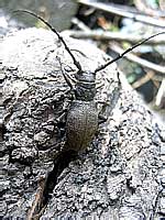 Morimus verecundus (Faldermann, 1836) (Cerambycidae)
