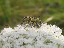 Chlorophorus varius (Mueller, 1766) (Cerambycidae)