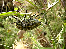 Buprestidae: Julodis rothii